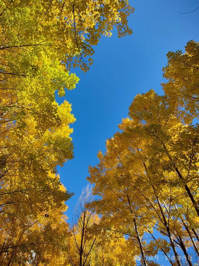 一年中最后一场华丽的秋色，鹤庆泸沽湖休闲5天游！11月底出发