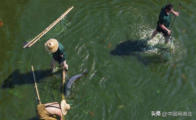 观赏鱼搬家 武汉东湖“碧潭观鱼”将焕新归来！