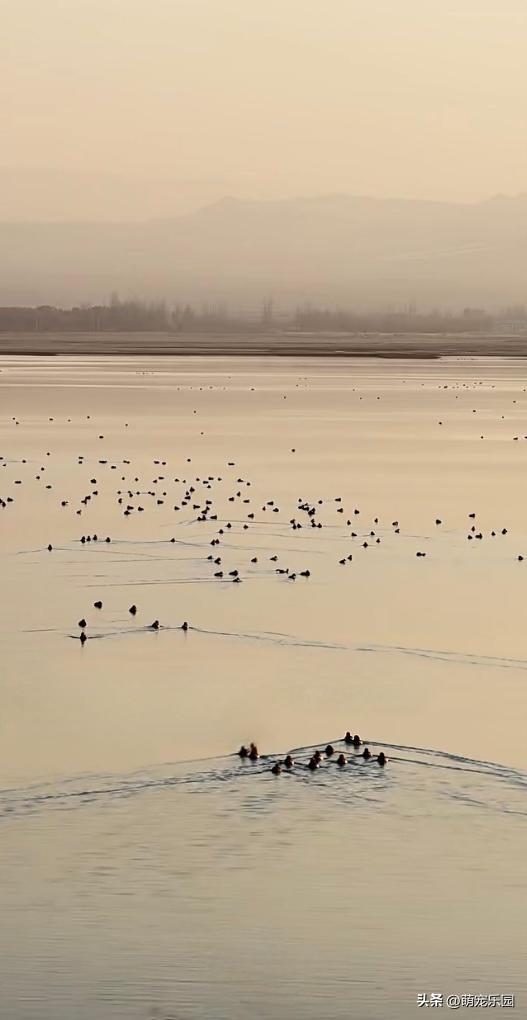 洛浦县水域现奇观，金色阳光如丝绸，绿头鸭嬉戏悠然自得