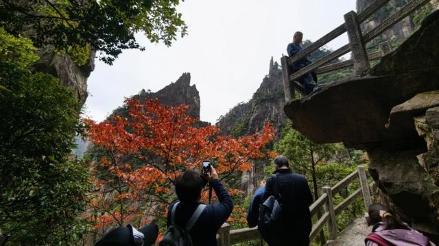 黄山秋景现场播报：云海“开挂”，秋色“沸腾”，抓紧冲