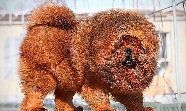 国产的犬种：最“名贵”的六种狗，你有养过吗？
