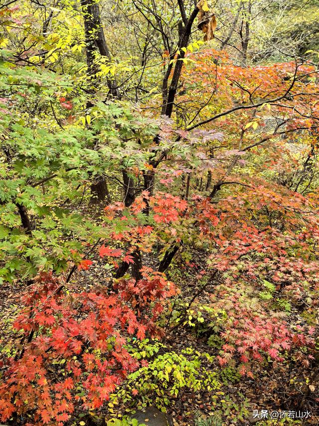 2025辽宁赏秋之旅日记(2)——游览丹东蒲石河森林公园