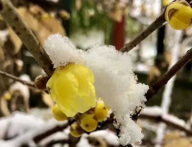 花开有时・四季有诗 | 冬享沂蒙过大年，临沂腊梅邀你赴一场暗香之约