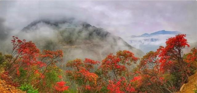 接下来的一个月，来汉中赏红叶就对了