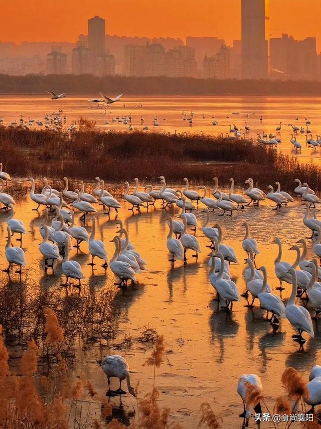 水与墨的交界：天鹅之城，三门峡六记