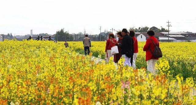 赶紧约！去绵竹这里拍五彩油菜花，还有长桌宴等你来......