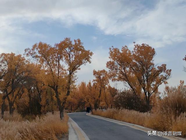 泽普胡杨迎来最佳观赏期 金黄画卷引客来 胡杨美景生共鸣