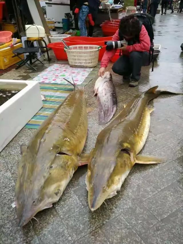 凌晨三点日出，迎接华夏大地的第一缕阳光，这就是抚远，来就对了