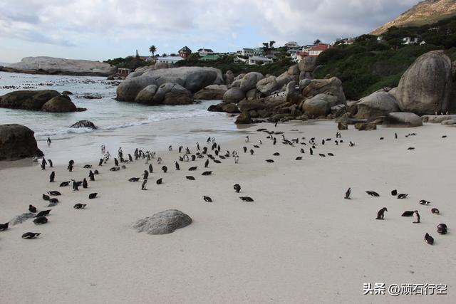 南部非洲：南非开普敦企鹅岛