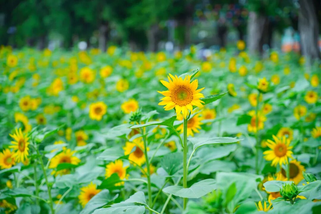 美爆了！佛山秋日花海上新！