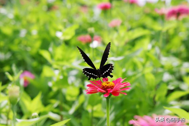 江苏苏州昆山花桥地铁站遇见粉色花海，百日菊盛放宛如画卷