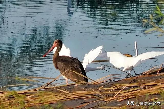 立秋洋河观鸟记