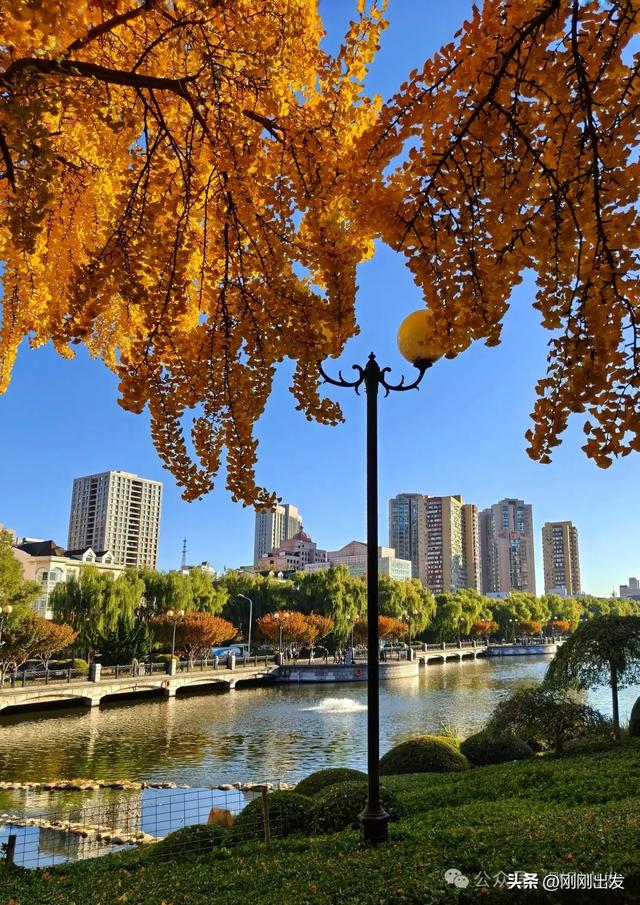 大连市内银杏顶流,百年公园银杏最佳观赏期到了