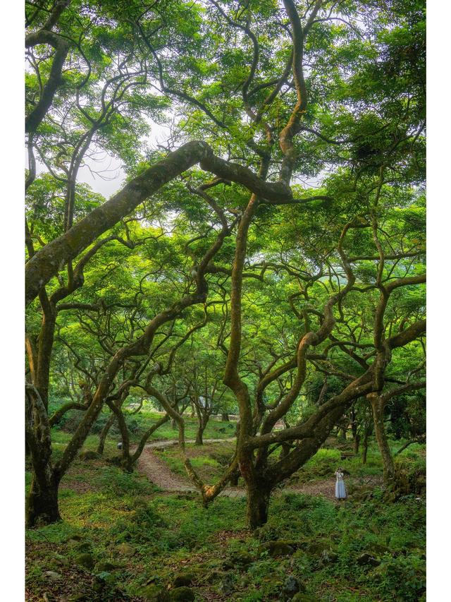 广州藏了片“塞尔达魔幻森林”千年古榄树+青苔秘境，市区1h直达