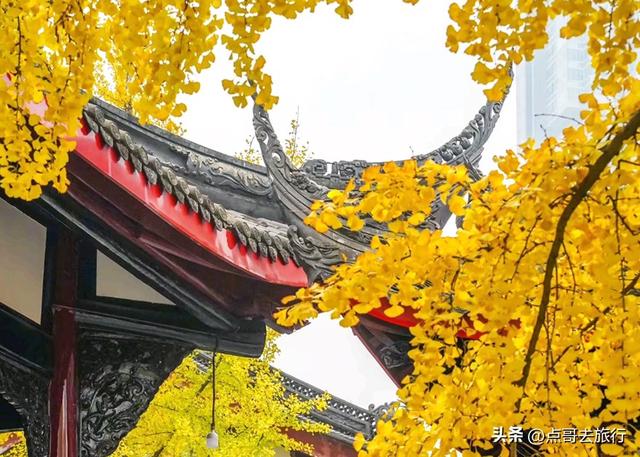 成都市区最美银杏都藏在这里，千年沉淀超级惊艳，公交车直达！