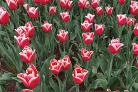 2024旅游（9）—胶州植物园+三里河公园图片