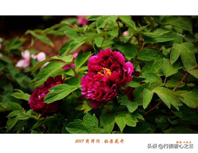 山东行游影记（69）—菏泽赏牡丹（一）