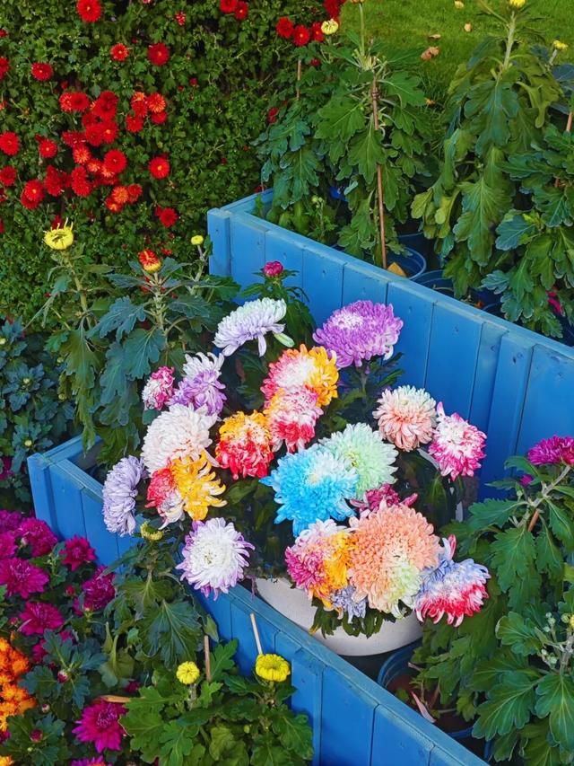 青岛赏秋去哪里？这几个地方别错过！