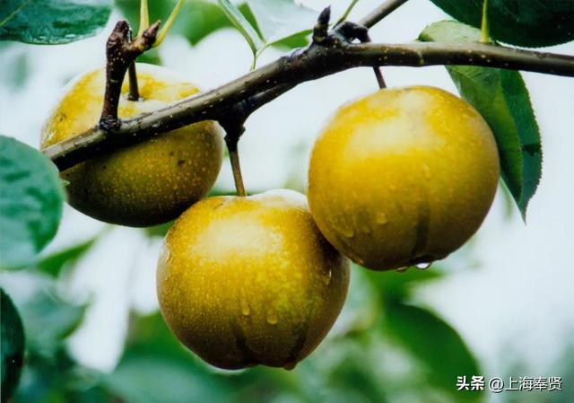 庄行伏羊节“开挂”了！短短10天接待游客突破20万人次！