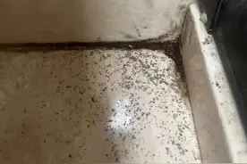 白蚁已出动！上海人注意：今年或提前爆发！防蚁关键速看图片