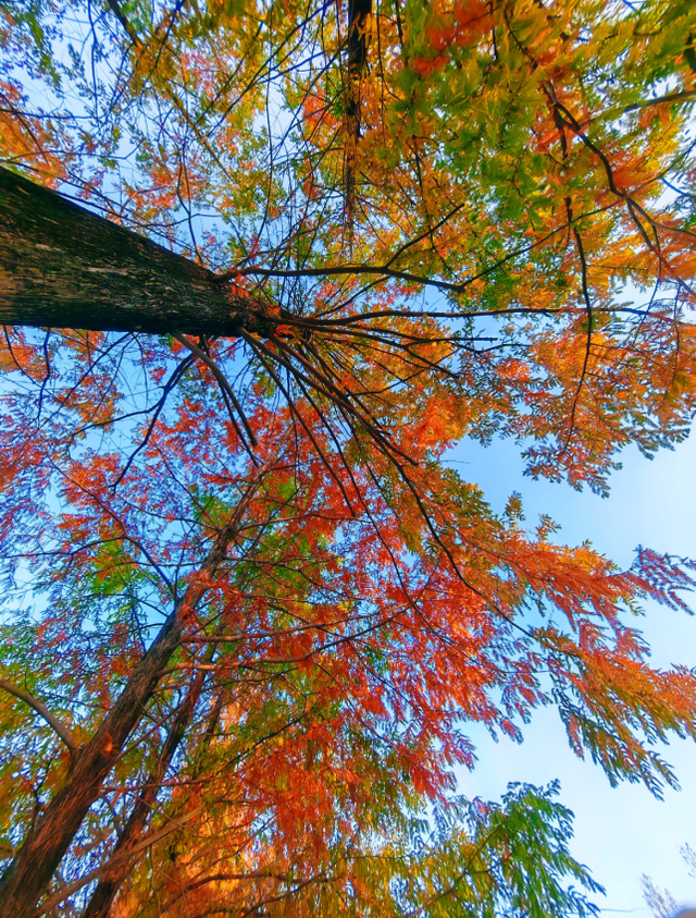 西安城区4个绝美秋景打卡地！