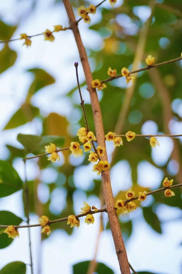 花漾邛州｜“蜡”么香，“蜡”么美！