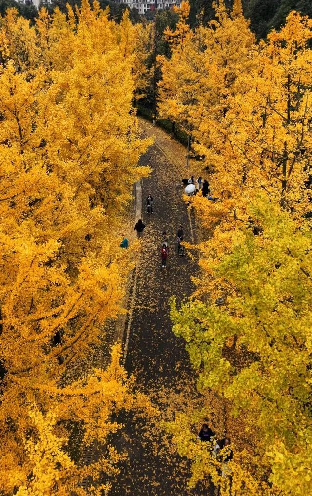 银杏拍照指南！10个出片宝藏地+3个手工教程，手把手教你出片！