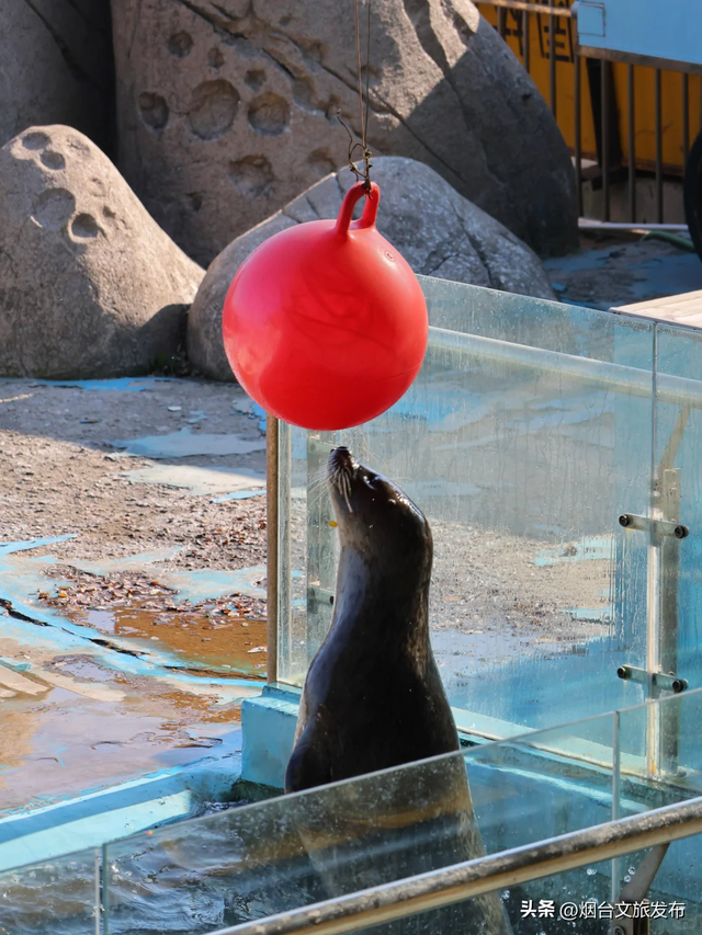 【乐游烟台】打卡海豹湾，烟台人有自己的肥美QQ肠~