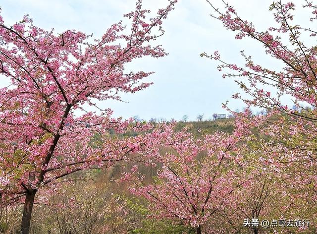 成都附近千亩樱花开了，漫山遍野粉色云霞，超级漂亮，不要门票！