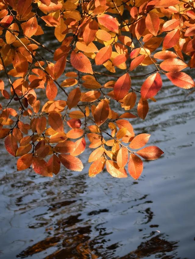 深秋彩叶已上线，打卡超出片