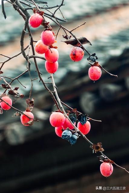 11时51分霜降，老话“霜降在头，冻死牛”，今年冬天冷到哭吗？