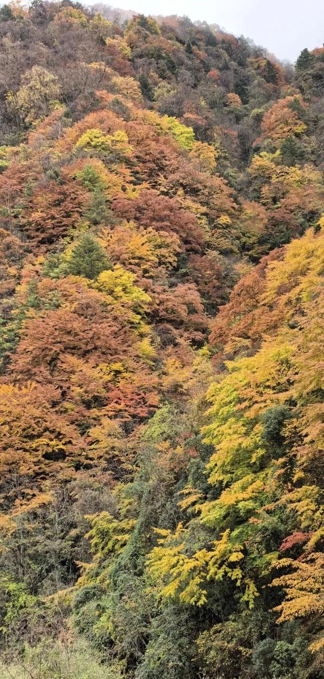 【美丽四川】秋日唐家河，闯入触手可及的油画世界‖柳红樱