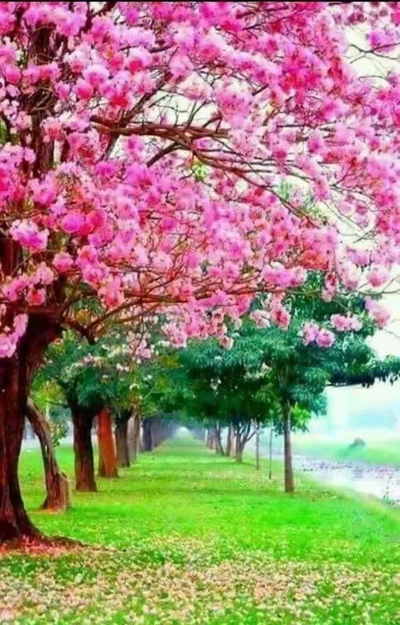 醉人的风景，总是让人心旷神怡