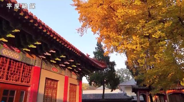初冬限定金黄！2000多年银杏美成画卷，就在平度这里→