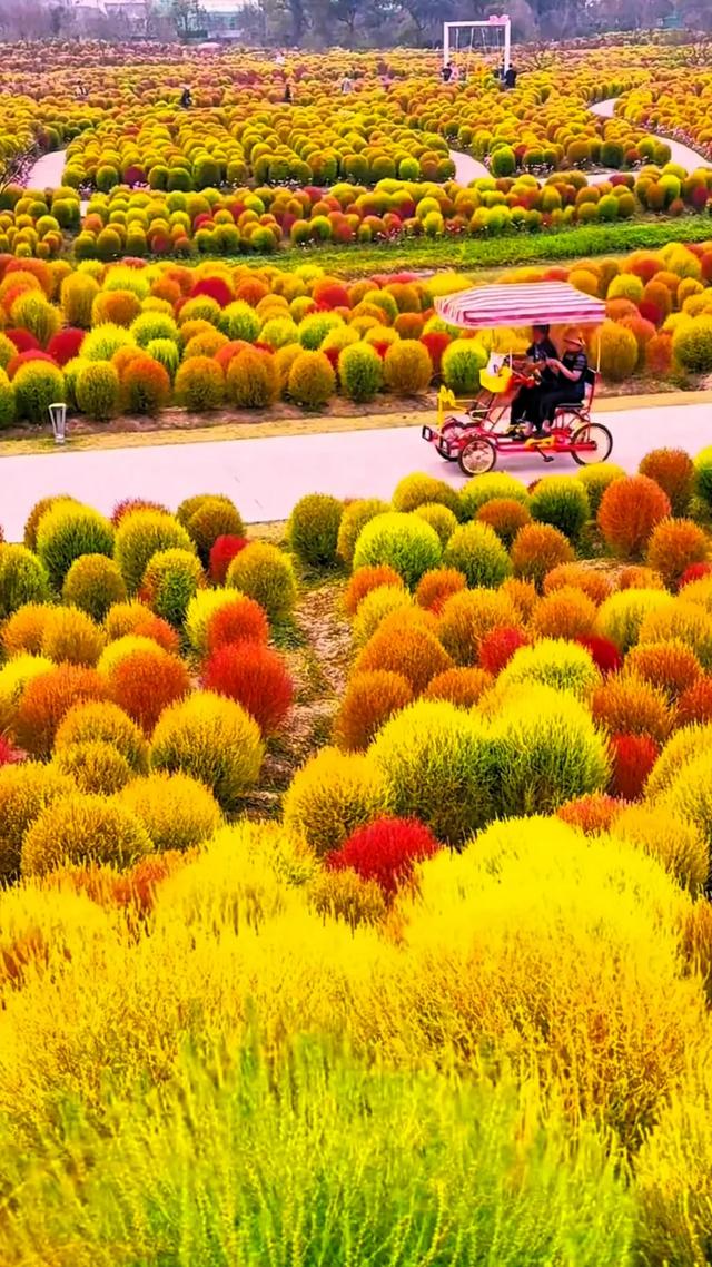 秋日的地肤草，你就说美不美吧！