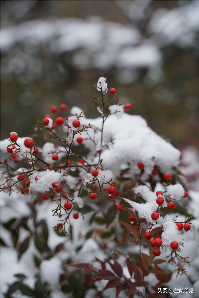 好客山东好品山东｜兰陵县压油沟冬日限定