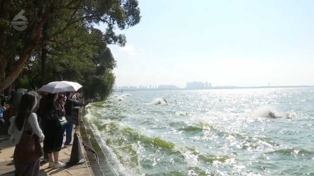昆明“顶流”，真的来了