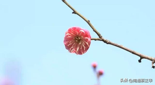 南通冬日“顶流”回归！