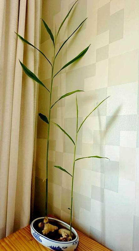 北京一姑娘“把生姜当绿植”养在客厅走红，网友：好美，好高级