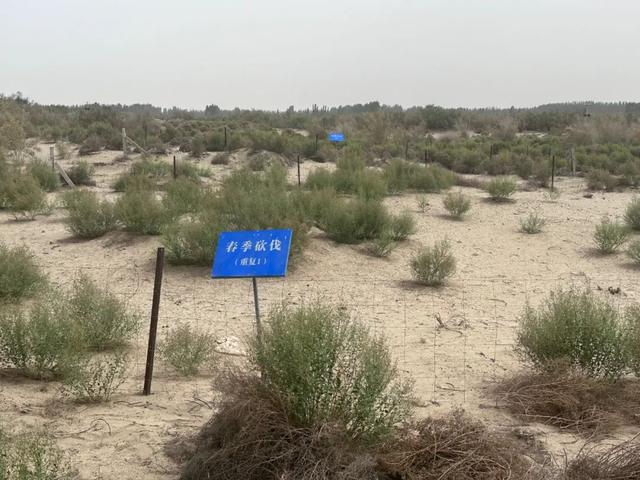 3046公里，她们用玫瑰锁住了塔克拉玛干