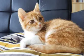 养猫久了就明白，不是猫不会说话，而是你根本没听懂图片