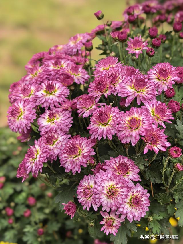 秋风独宠一园菊，晚来香艳出樊篱——北京北海公园2025年菊花展