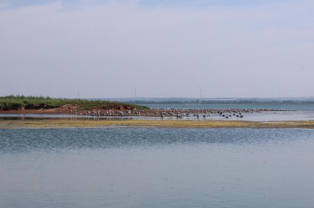 红碱淖湿地：从黄沙漫卷到鸥鸟翔集的生态重塑