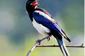 “四物进家，福运将至”，这四种动物千万不可打杀，背后寓意深厚图片