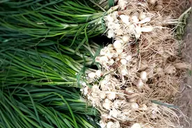 农村的六种美味野生植物，营养丰富，你知道几种？图片