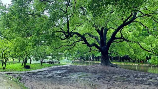 周五宠粉日｜运动赏景两不误！这份公园运动指南请查收，更有辰山植物园门票等你免费领