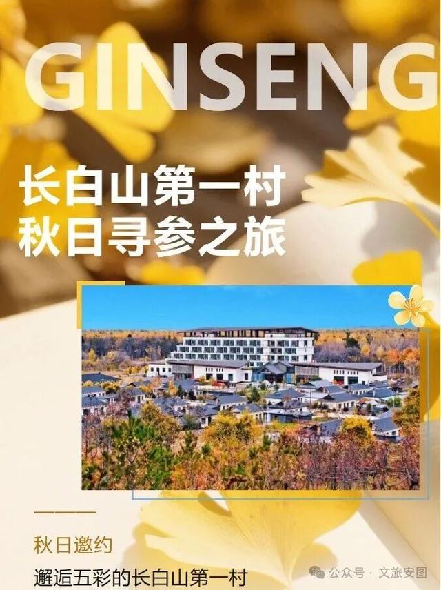 长白山第一村：赴一场秋日“参”宴
