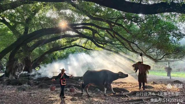 彩色旅图｜光影里的霞浦：滩涂、古树与渔排的诗意时光