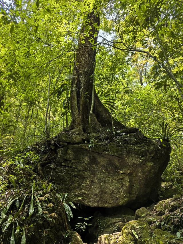 带小朋友去贵州茂兰，连环探洞加漏斗原始森林徒步二日游全攻略！