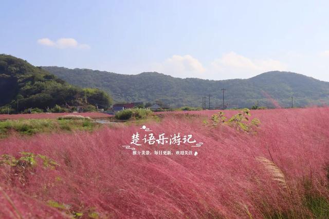 浙江宁波的港湾粉黛花海，山海风情很浓但游客不多，其实相当美丽